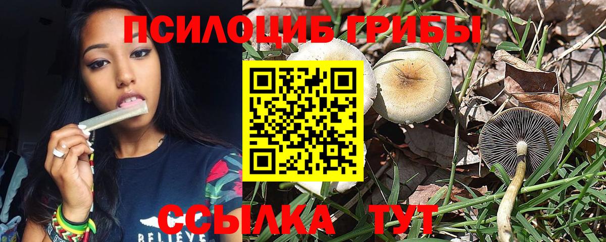 Псилоцибиновые грибы Cubensis Заводоуковск